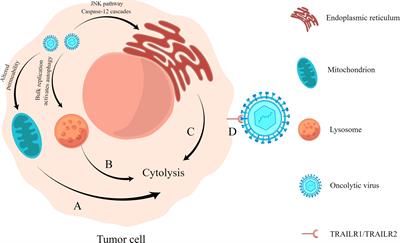 Oncolytic Viruses: Immunotherapy Drugs for Gastrointestinal Malignant Tumors